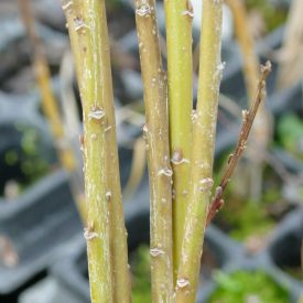   Mandulalevelű kosárfonó fűz (Salix triandra ’Yellow Villaine’) földlabdás csemete