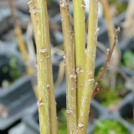 Mandulalevelű kosárfonó fűz (Salix triandra ’Yellow Villaine’) földlabdás csemete