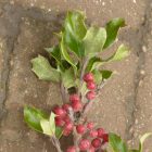 Közönséges magyal (Ilex aquifolium) konténeres csemete