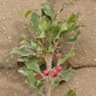 Közönséges magyal (Ilex aquifolium) konténeres csemete