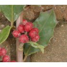 Közönséges magyal (Ilex aquifolium) konténeres csemete