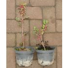 Közönséges magyal (Ilex aquifolium) konténeres csemete