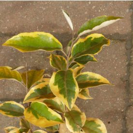   Örökzöld ezüstfa (Elaeagnus x ebbingei 'Gilt Edge') konténeres csemete