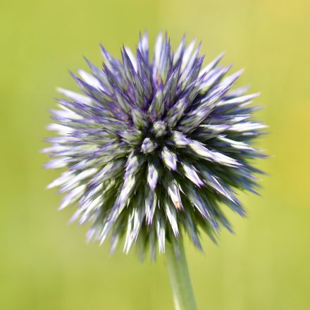 Szamárkenyér, kék virágú forma (Echinops sp.) vetőmag