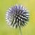 Szamárkenyér, kék virágú forma (Echinops sp.) vetőmag