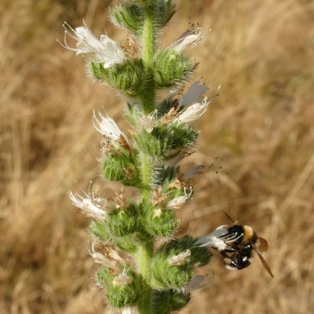 Magas kígyószisz (Echium italicum) vetőmag