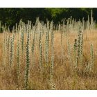 Magas kígyószisz (Echium italicum) vetőmag