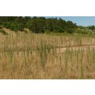 Magas kígyószisz (Echium italicum) vetőmag