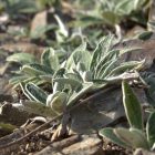 Ezüstös hölgymál (Hieracium pilosella) vetőmag