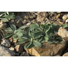 Ezüstös hölgymál (Hieracium pilosella) vetőmag
