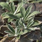 Ezüstös hölgymál (Hieracium pilosella) vetőmag