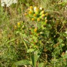 Erdei peremizs (Inula conyza) vetőmag