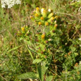 Erdei peremizs (Inula conyza) vetőmag