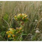 Erdei peremizs (Inula conyza) vetőmag