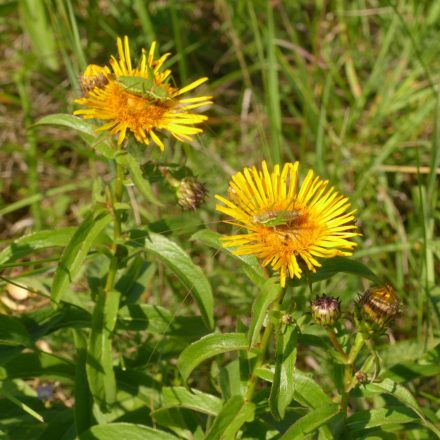 Fűzlevelű peremizs (Inula salicina) vetőmag