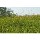 Fűzlevelű peremizs (Inula salicina) vetőmag