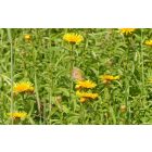 Fűzlevelű peremizs (Inula salicina) vetőmag