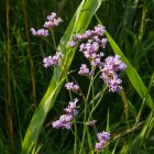 Magyar sóvirág (Limonium gmelinii subsp. hungaricum) vetőmag