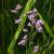 Magyar sóvirág (Limonium gmelinii subsp. hungaricum) vetőmag