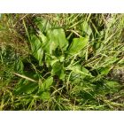 Magyar sóvirág (Limonium gmelinii subsp. hungaricum) vetőmag