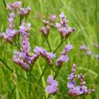 Magyar sóvirág (Limonium gmelinii subsp. hungaricum) vetőmag