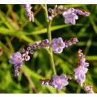 Magyar sóvirág (Limonium gmelinii subsp. hungaricum) vetőmag
