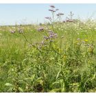 Magyar sóvirág (Limonium gmelinii subsp. hungaricum) vetőmag