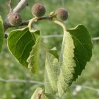 Ficus palmata subsp. virgata, Punjab füge, fagytűrés -20 fok