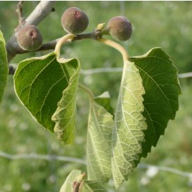   Ficus palmata subsp. virgata, Punjab füge, fagytűrés -20 fok