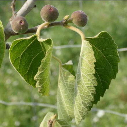 Ficus palmata subsp. virgata, Punjab füge, fagytűrés -20 fok