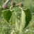 Ficus palmata subsp. virgata, Punjab füge, fagytűrés -20 fok