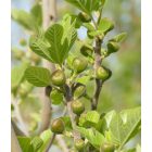 Ficus palmata subsp. virgata, Punjab füge, fagytűrés -20 fok