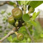 Ficus palmata subsp. virgata, Punjab füge, fagytűrés -20 fok