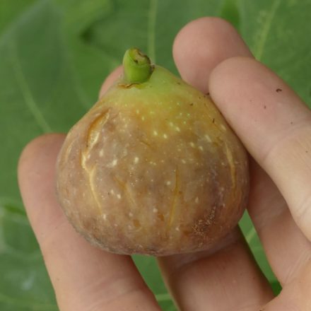 Ficus carica 'Birne von Bische', Füge