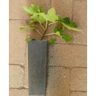 Ficus carica 'Birne von Bische', Füge
