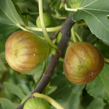 Ficus carica 'Brunswick', Füge