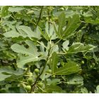 Ficus carica 'Brunswick', Füge