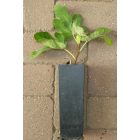 Ficus carica 'Brunswick', Füge