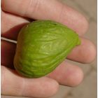 Ficus carica 'Desert King', Füge