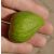 Ficus carica 'Desert King', Füge