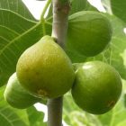 Ficus carica 'Desert King', Füge