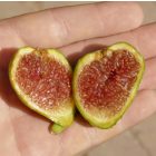Ficus carica 'Desert King', Füge
