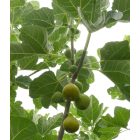 Ficus carica 'Desert King', Füge