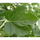 Ficus carica 'Desert King', Füge