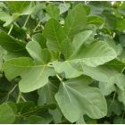 Ficus carica 'Desert King', Füge