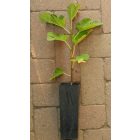 Ficus carica 'Desert King', Füge