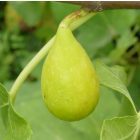 Ficus carica 'Egerszegi Sárga', Füge