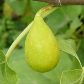 Ficus carica 'Egerszegi Sárga', Füge