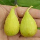 Ficus carica 'Egerszegi Sárga', Füge