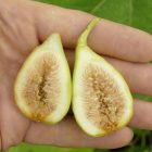 Ficus carica 'Egerszegi Sárga', Füge